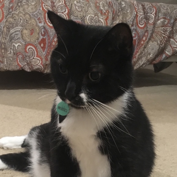 Meet your Posher, Amélie - Picture 1 of 1